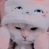 Gato macio 11