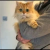 Cutie - cats 23