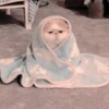 Gato macio 13