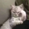 rjeamin as a cat expression. 21