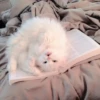 Gato macio 14