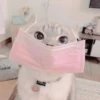 Gato macio 16