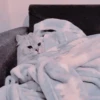 Gato macio 17