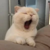 rjeamin as a cat expression. 24