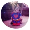 catsindress 21