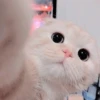 Gato macio 19
