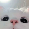 Gato macio 20