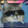 Cutie - cats 24