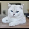 Cutie - cats 25