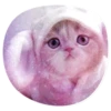 catsindress 23