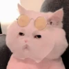 Gato macio 21