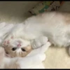 Cutie - cats 26