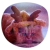 catsindress 25