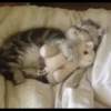 Cutie - cats 27