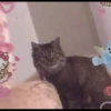 Cutie - cats 28