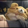 Cutie - cats 29