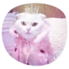 catsindress 27