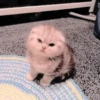 Gato macio 23