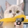 rjeamin as a cat expression. 26