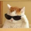 rjeamin as a cat expression. 27