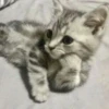 rjeamin as a cat expression. 28