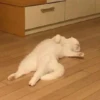 rjeamin as a cat expression. 29