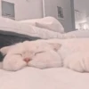 Gato macio 28