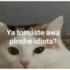 Ya tomáste awa pinche idiota?
