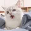 Screaming Cat