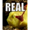 REAL