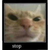 meow 5