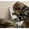 Meow Mood v2 4