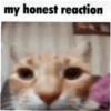 meow 7