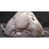 Shaggy frogfish collection 8