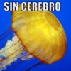 SIN CEREBRO