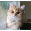 Meow Mood v2 5