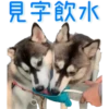 見字飲水