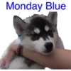 Monday Blue