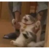 Meow Mood v2 8