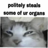 meow 12