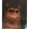 meow 13