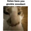 meow 16