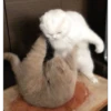 Meow Mood v2 10