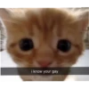 meow 17