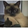 Meow Mood v2 11