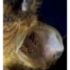 Shaggy frogfish collection 16