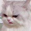 Super Grumpy