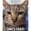 meow 18