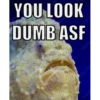 YOU LOOK DUMB ASF Stoc Adobe obe Sto Adob