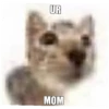 meow 21